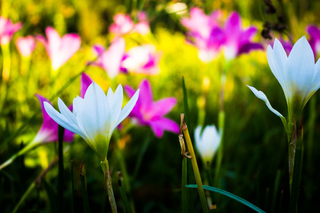 Colorful flower garden beauty in nature ,Focus white flowers.の写真素材