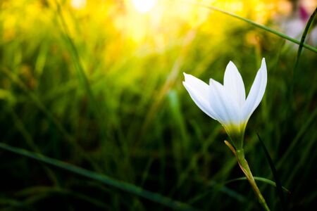 One white flower blossoms.