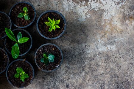 Trees planting in garden.の写真素材