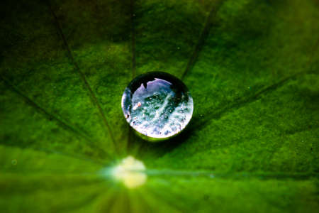 Drops of water on a lotus leaf closeup.の写真素材