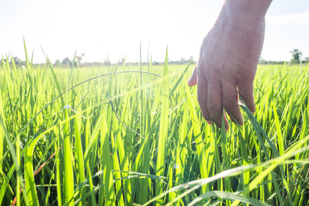 Rice cornfield sunset, Light shining through the hands.