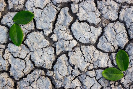 The surface of the soil cracked from drought and leaves.の写真素材