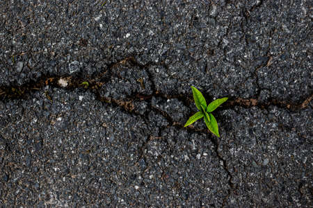 Small tree on the asphalt road surface crack.の写真素材