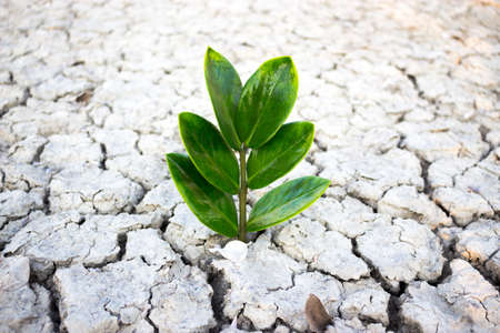 Drought land background, plant struggling for life.