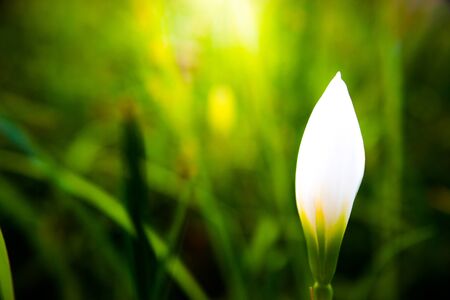 White flowers start to bloom beautiful in natureの写真素材