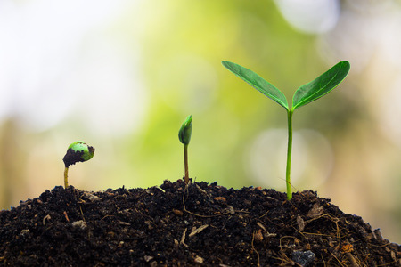 Plants growing in germination sequence on fertile soil with natural green background.の写真素材