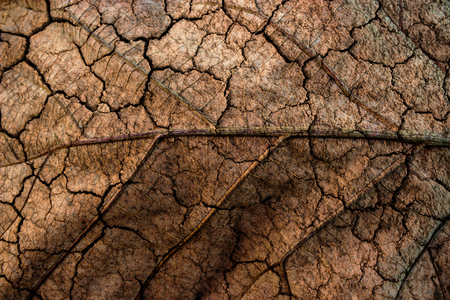 Backgrounds Closeup leaf ground.の写真素材