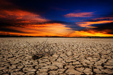 Ground drought dead tree background.の写真素材
