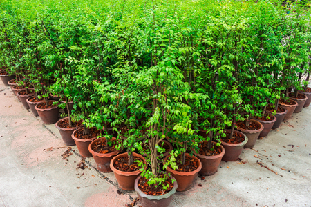 Garden planting tree green.の写真素材