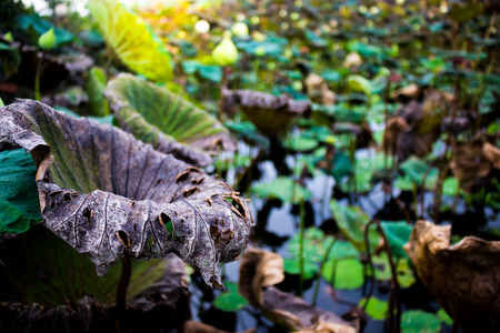 Dead lotus leaf.Death pond.の写真素材