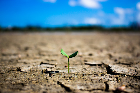 Trees small growing closeup naturally. Crack ground.の写真素材