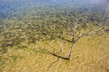 Sea and dead tree.の写真素材