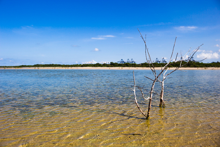 Sea and dead tree. Construction impack on nature.の写真素材