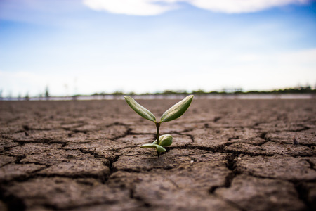 Area with drought tree, cracked ground.の写真素材
