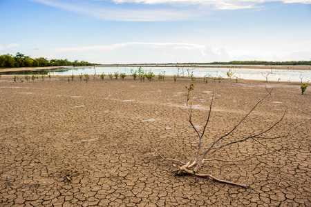 Drought tree dead background.の写真素材