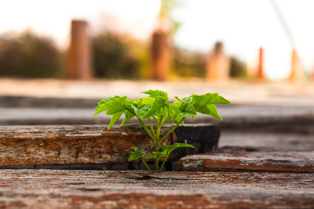 Planting trees to restore forests replace the destroyed.の写真素材