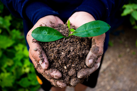 Hand for tree planting.の写真素材