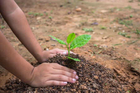 Children plant trees in the garden, Children to love the forest.の写真素材