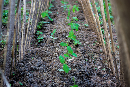 Growing tree plants grown.の写真素材