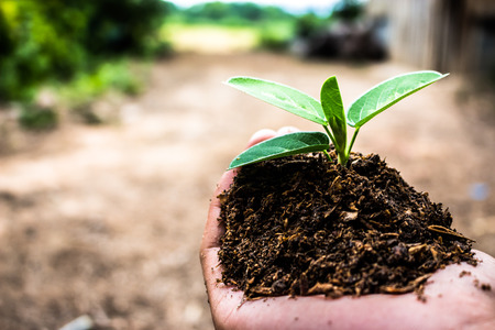 Hand that used in planting tree.の写真素材
