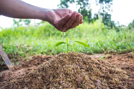 Hand watering the ground and tree barren.の写真素材
