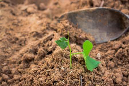 Trees small growing.の写真素材