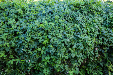 Pea flowers garden.の写真素材