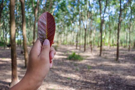 Rubber tree garden in leaves.の写真素材