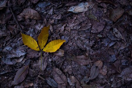 Rubber leaf.の写真素材