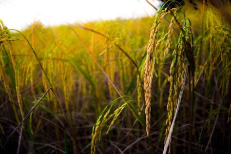 Rice field yellow.の写真素材