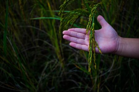 Caring for rice crops.の写真素材