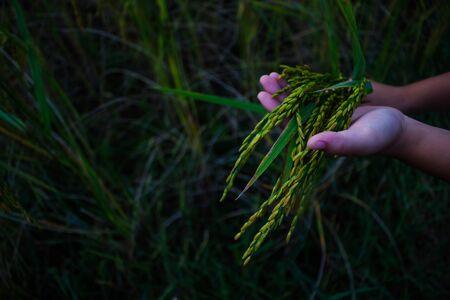 Rice plant.の写真素材
