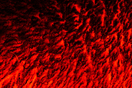 Red color hair a sheep shag background.の写真素材