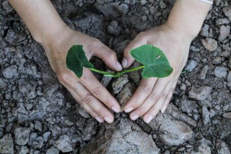 Planting trees for the world concept.の写真素材