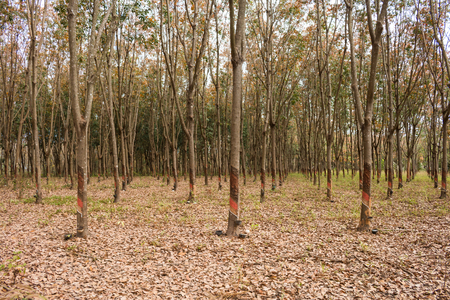 Latex from rubber trees.の写真素材