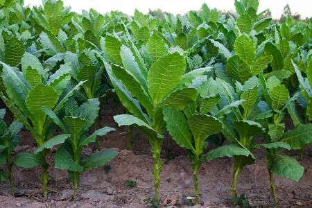 Tobacco garden.の写真素材