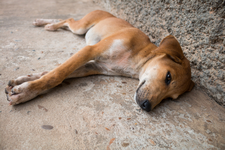 Sleepy dog.の写真素材