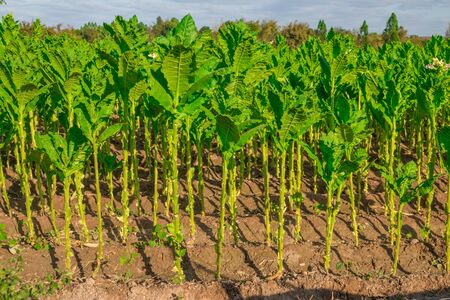 Tobacco garden background.の写真素材