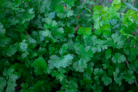 Cilantro ingredient in cooking vegetables close up.の写真素材