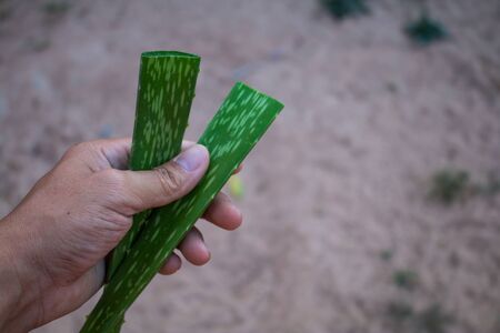 Hand hold herbal aloe vera.の写真素材