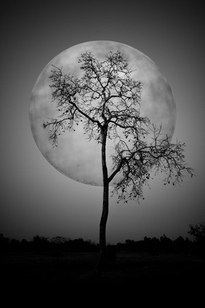 Trees in bat scary night shadow.の写真素材