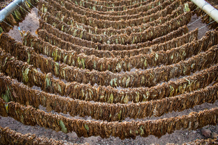 Dried tobacco leaves.の写真素材