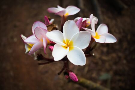 White flowers in the colors of nature.の写真素材