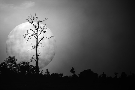 Trees and moon scary night shadow.の写真素材
