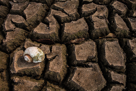 Drought, Dry ground on dead mussels texture background.の写真素材