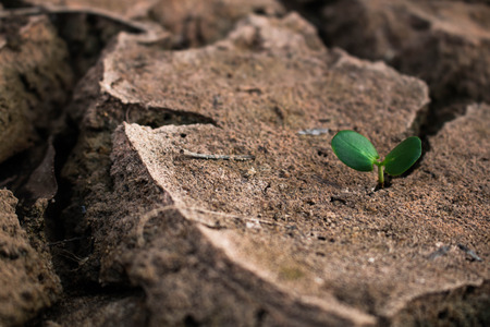 Living with tree drought, Crack ground drought.