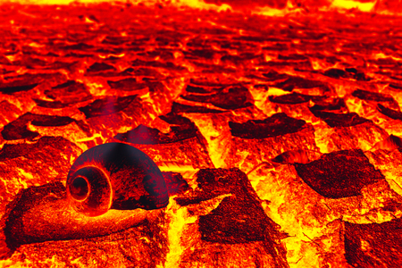 Drought, Lava dry ground on dead mussels close up.