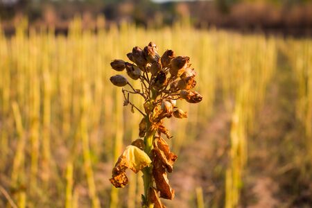 Tobacco flower garden close up.の写真素材