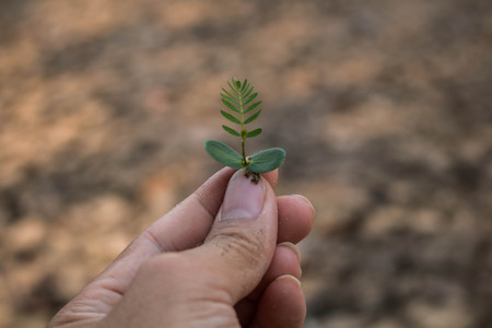 Planting trees back to nature.の写真素材