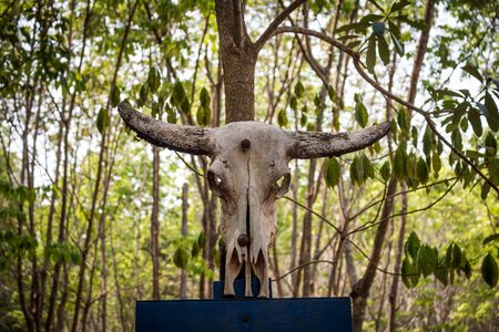 Dead buffalo head.の写真素材